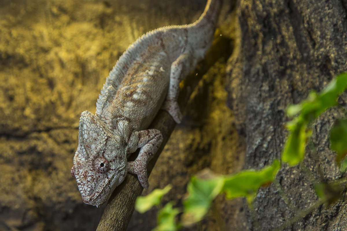 Chameleon lying on small branch